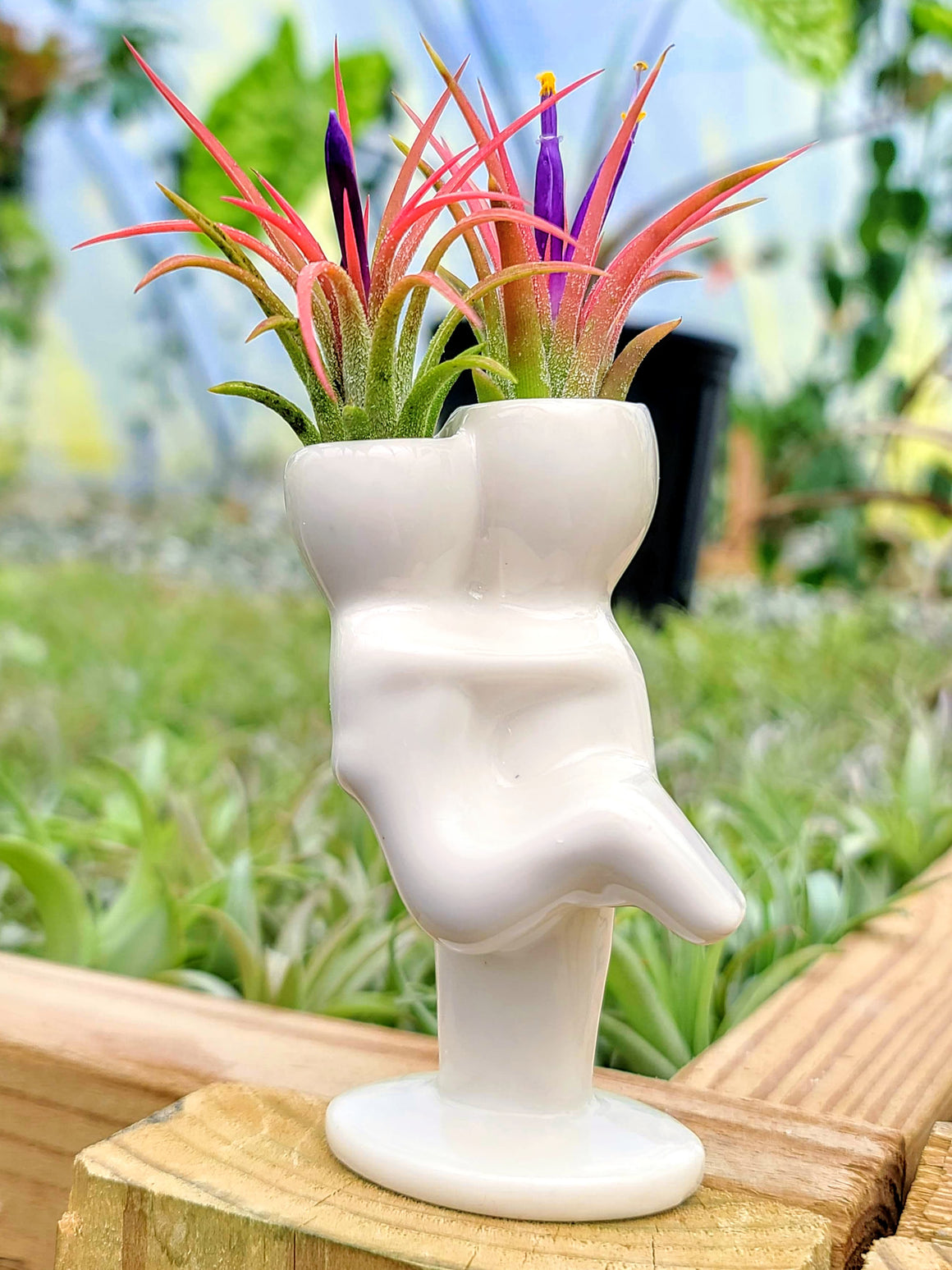 Ceramic People Air Plant Holder w/ Ionantha Mexican