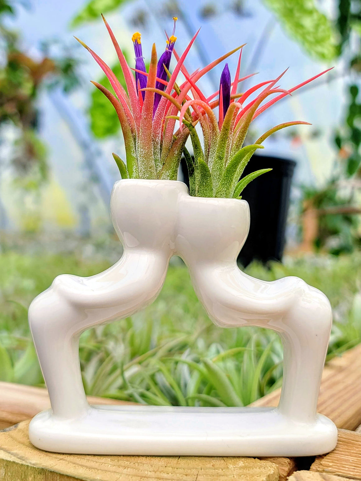 Ceramic People Air Plant Holder w/ Ionantha Mexican