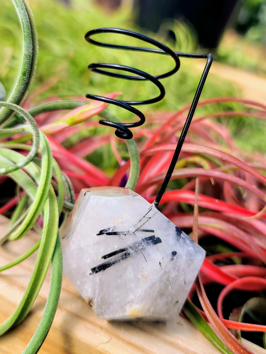 WYSIWYG Black Tourmaline Freeform Air Plant Holder with Caput Medusae