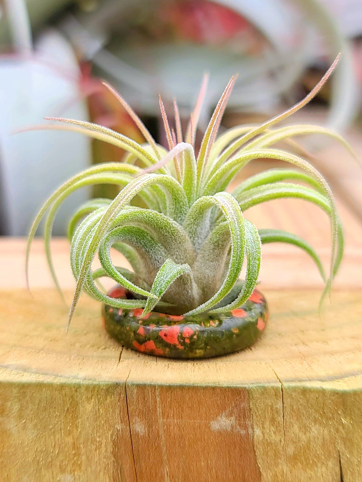Unakite Thin Ring Holder w/ Air Plant
