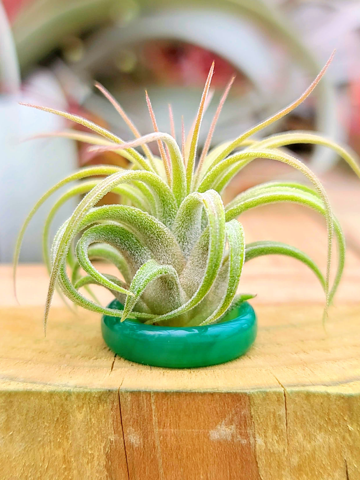 Green Aventurine Thin Ring Holder w/ Air Plant