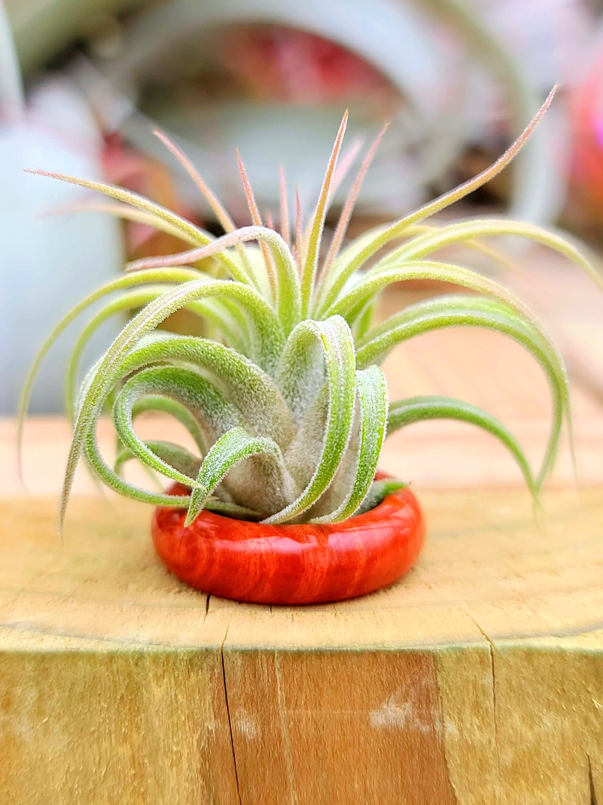Red Jasper Thin Ring Holder w/ Air Plant