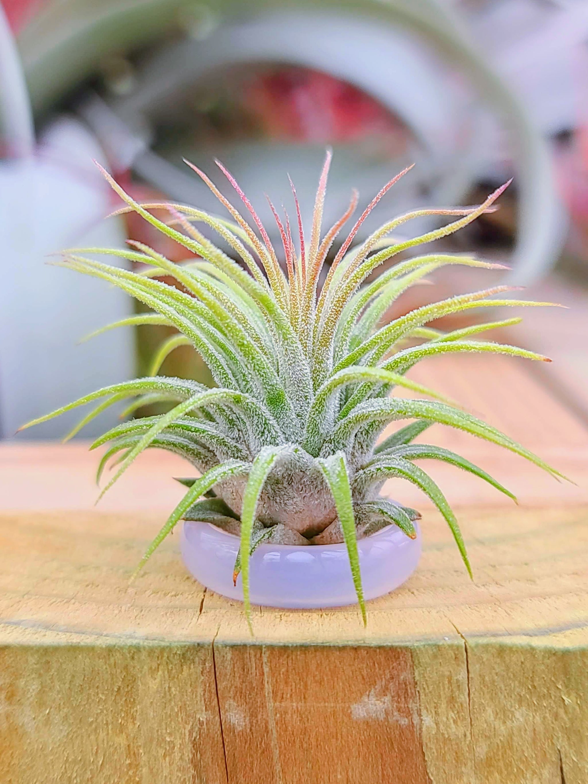 Pink/Clear Ring Holder w/ Air Plant
