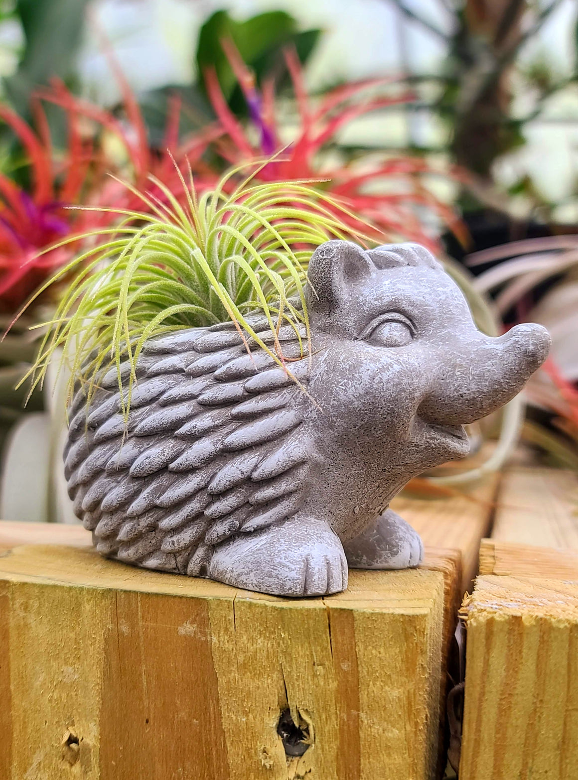 Concrete Hedgehog Holder w/ Ionantha Air Plant