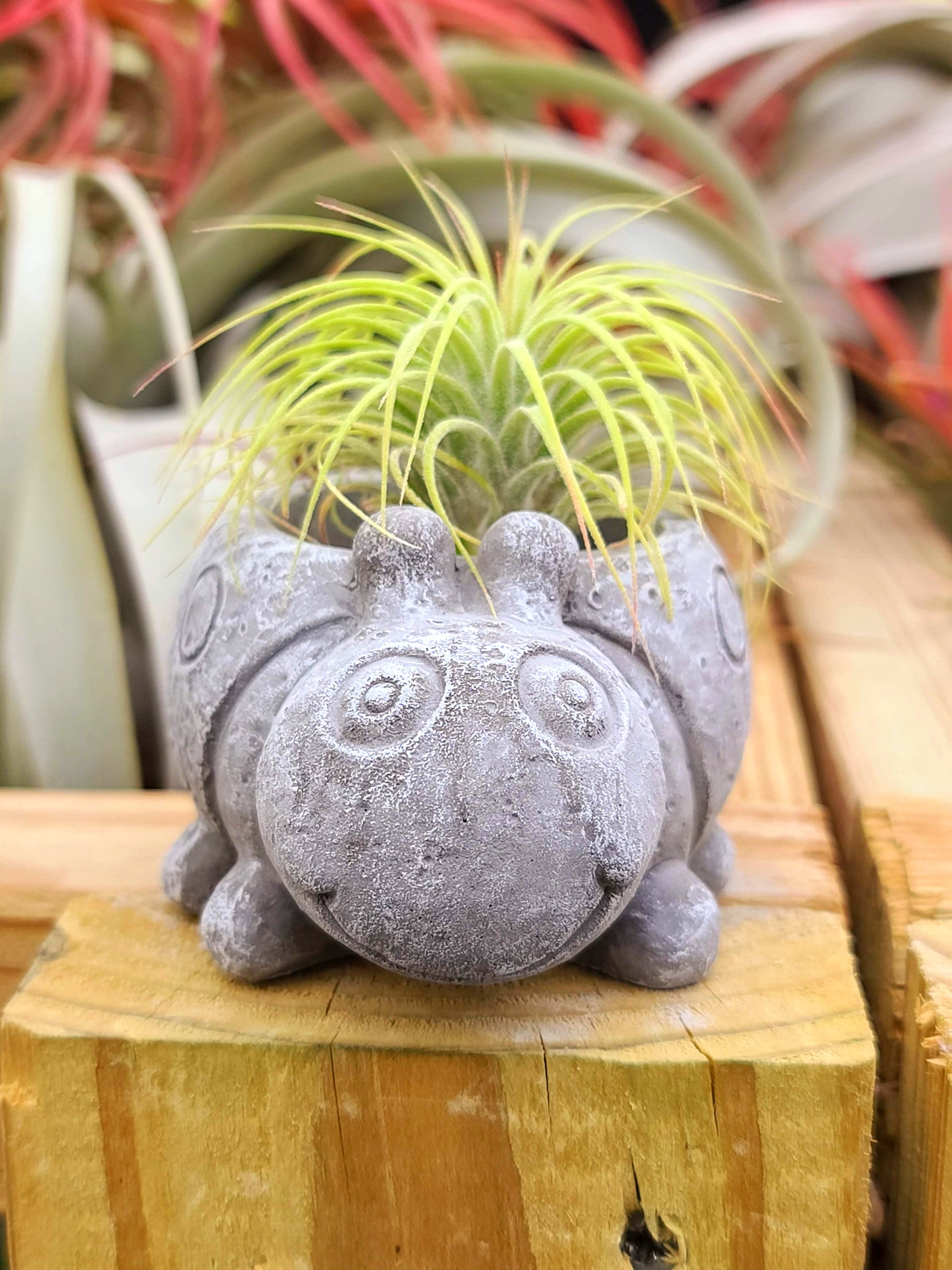 Concrete Ladybug Holder w/ Ionantha Air Plant