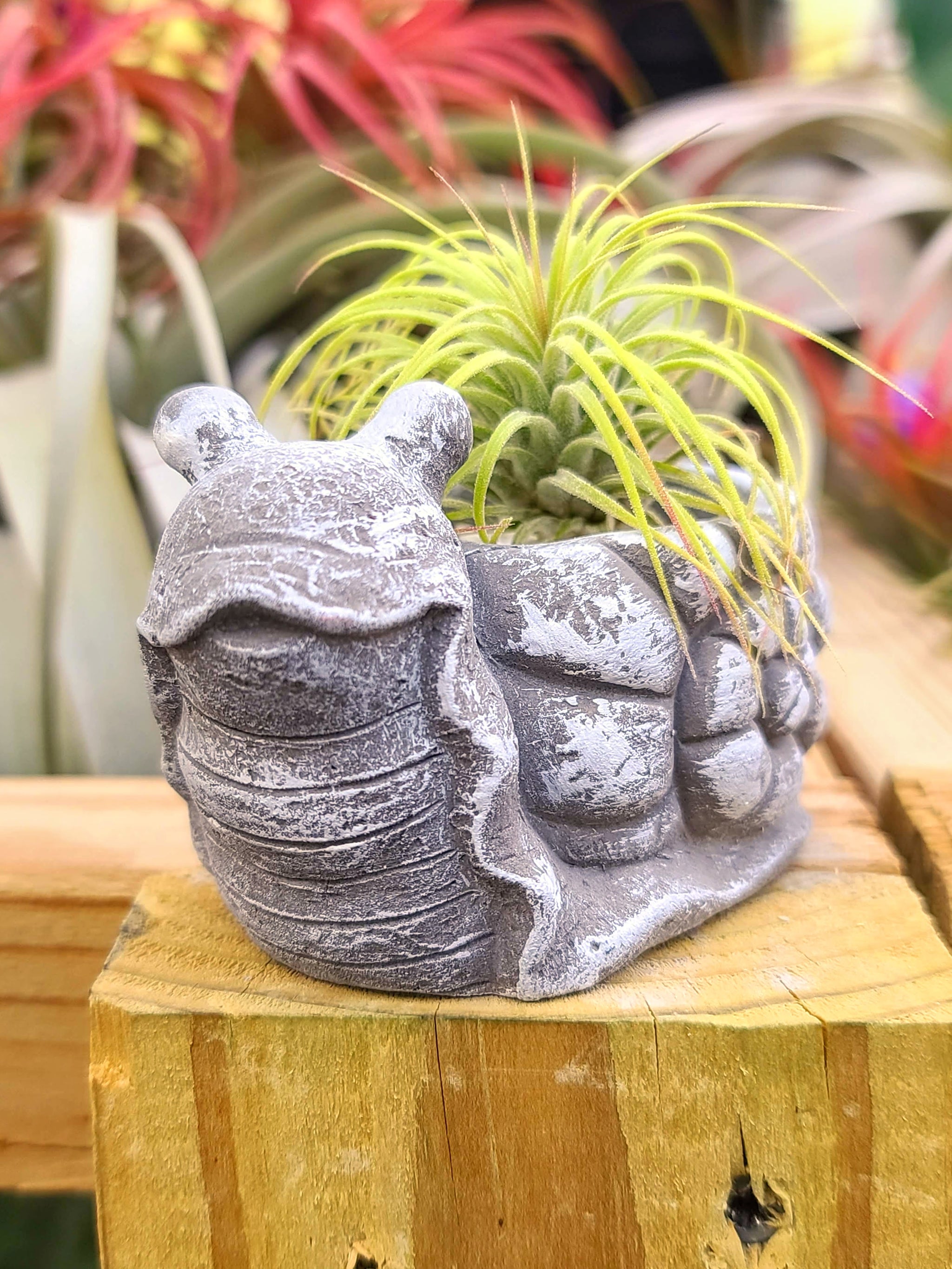Concrete Snail Holder w/ Ionantha Air Plant