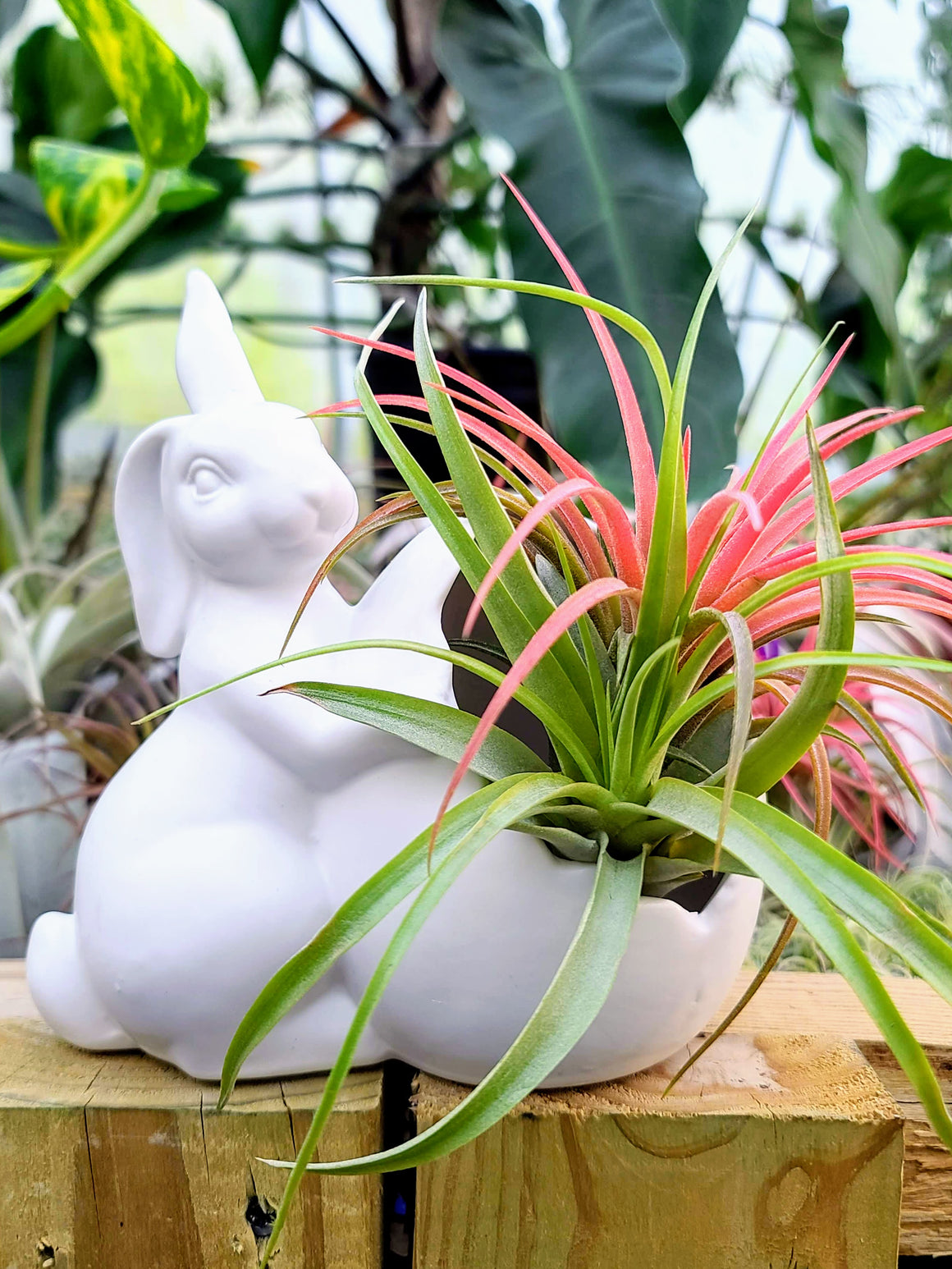 Easter Bunny and Egg Holder w/ Two Air Plants