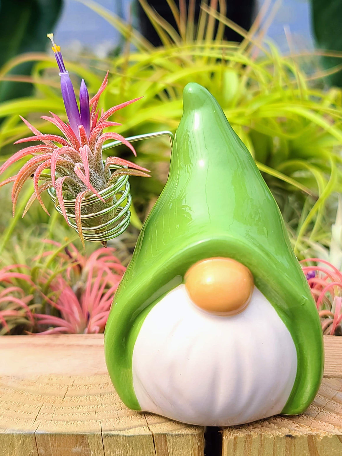 Green Ceramic Gnome w/ Air Plant