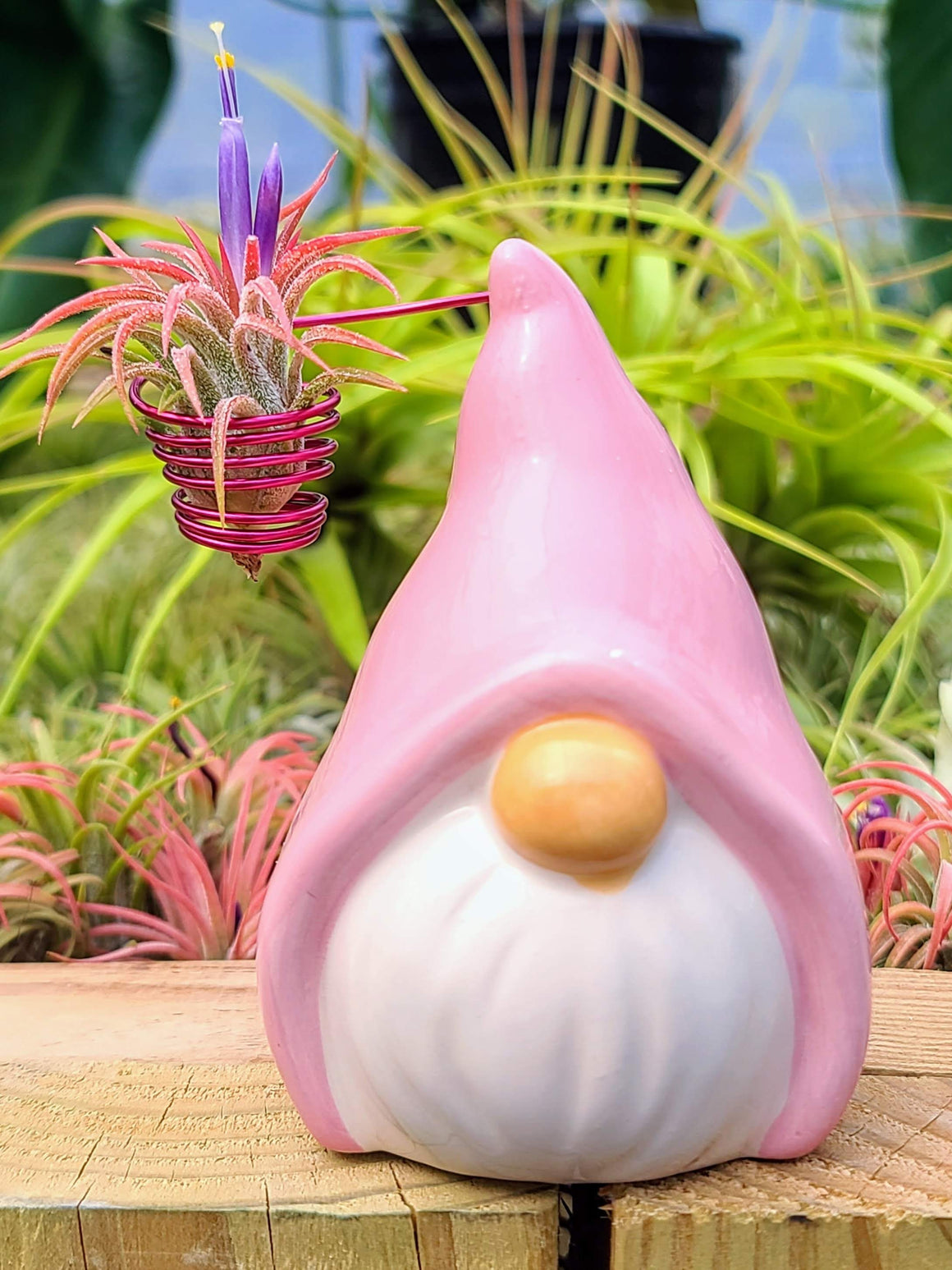 Pink Ceramic Gnome w/ Air Plant
