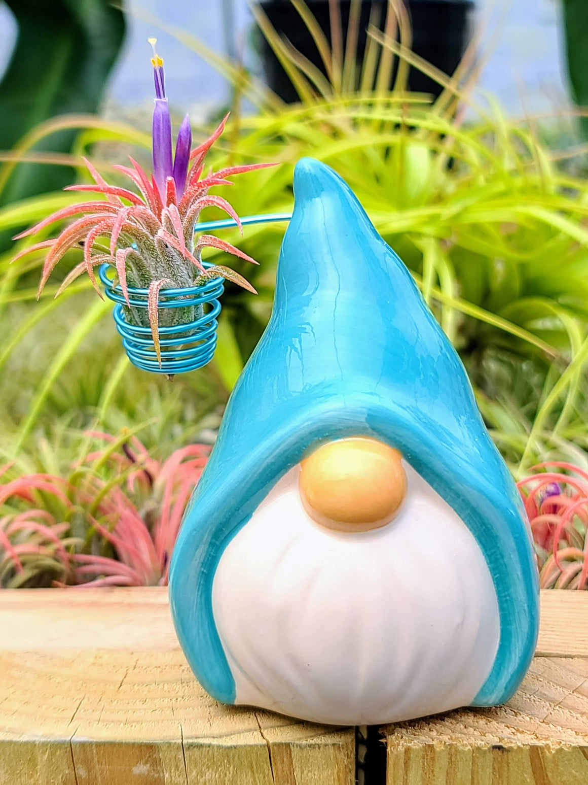 Blue Ceramic Gnome w/ Air Plant