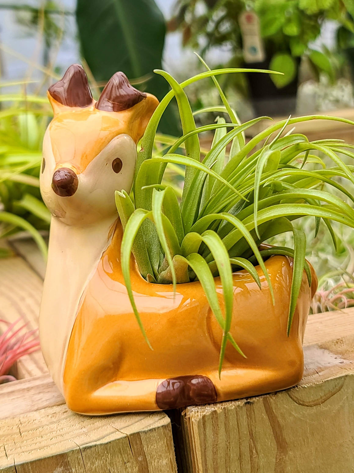 Ceramic Deer Holder with Brachycaulos Air Plant