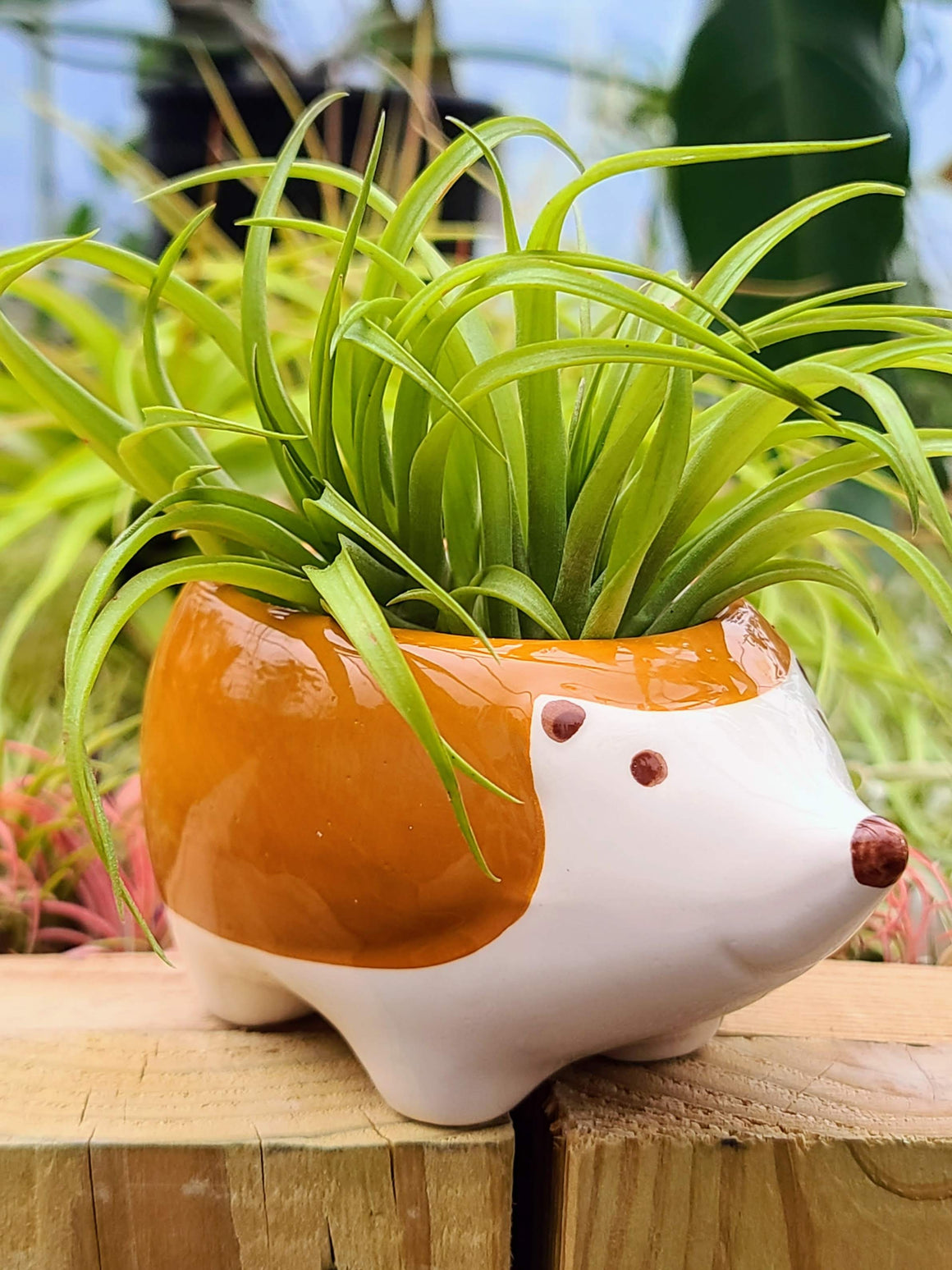 Ceramic Hedgehog Holder with Brachycaulos Air Plant