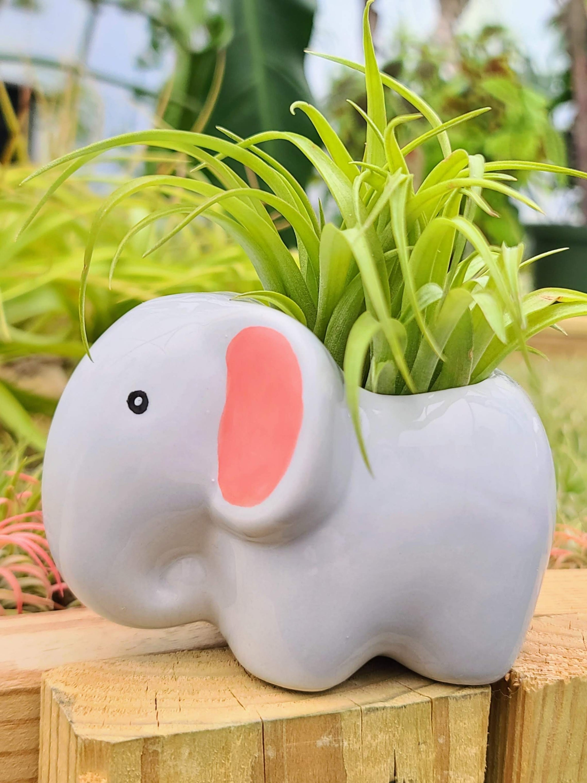Ceramic Elephant Holder with Brachycaulos Air Plant