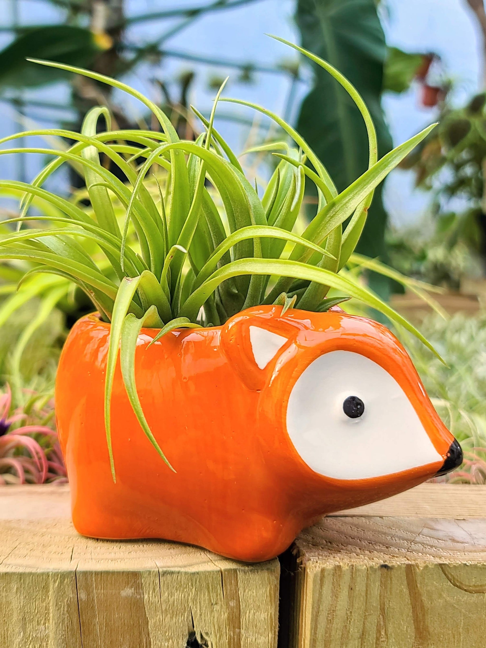 Ceramic Fox Holder with Brachycaulos Air Plant