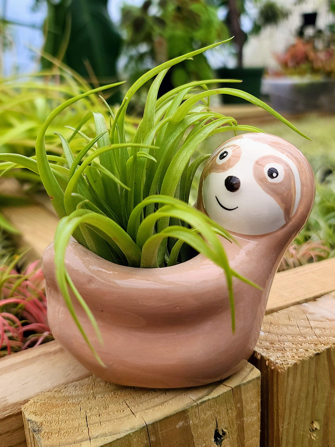 Ceramic Sloth Holder with Brachycaulos Air Plant