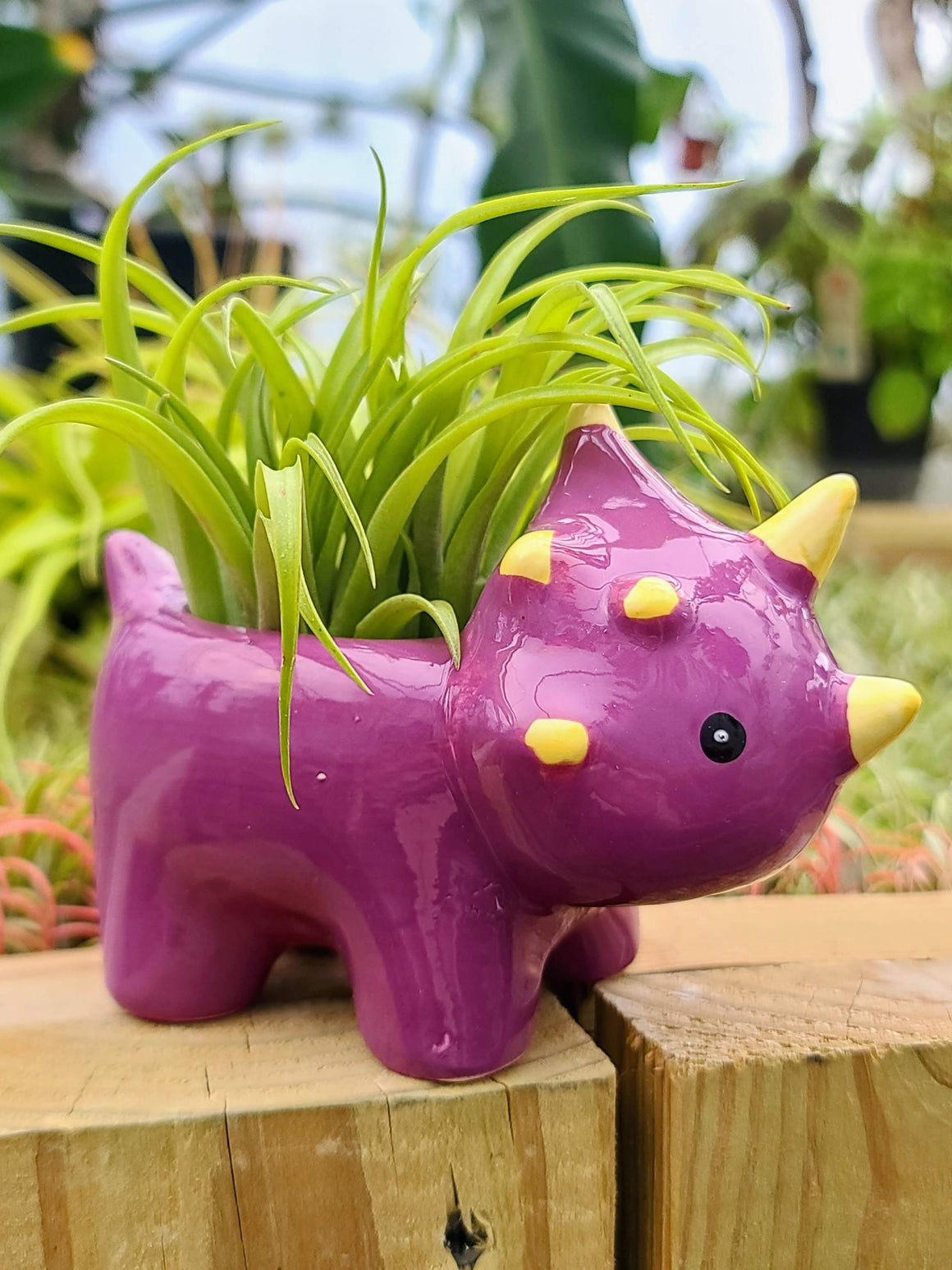 Ceramic Dinosaur Holder with Brachycaulos Air Plant
