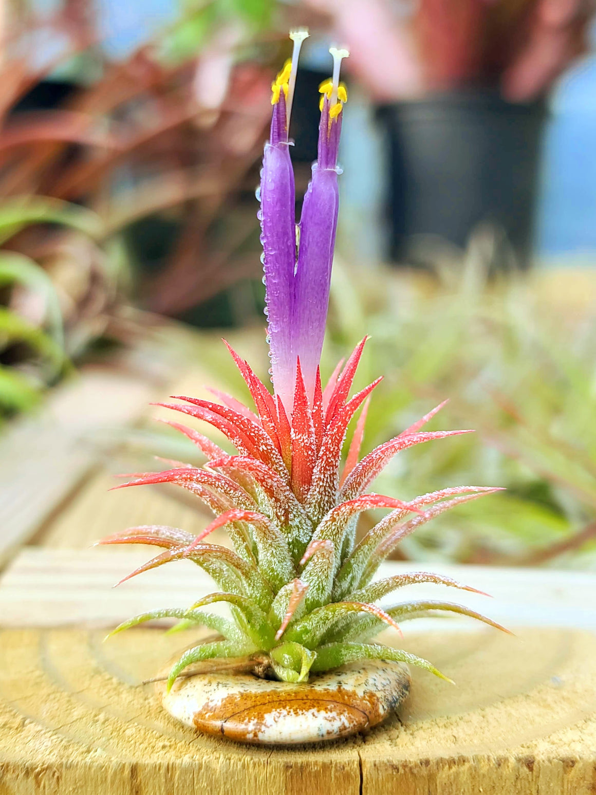 Dendritic Agate Donut Ring Holder w/ Air Plant