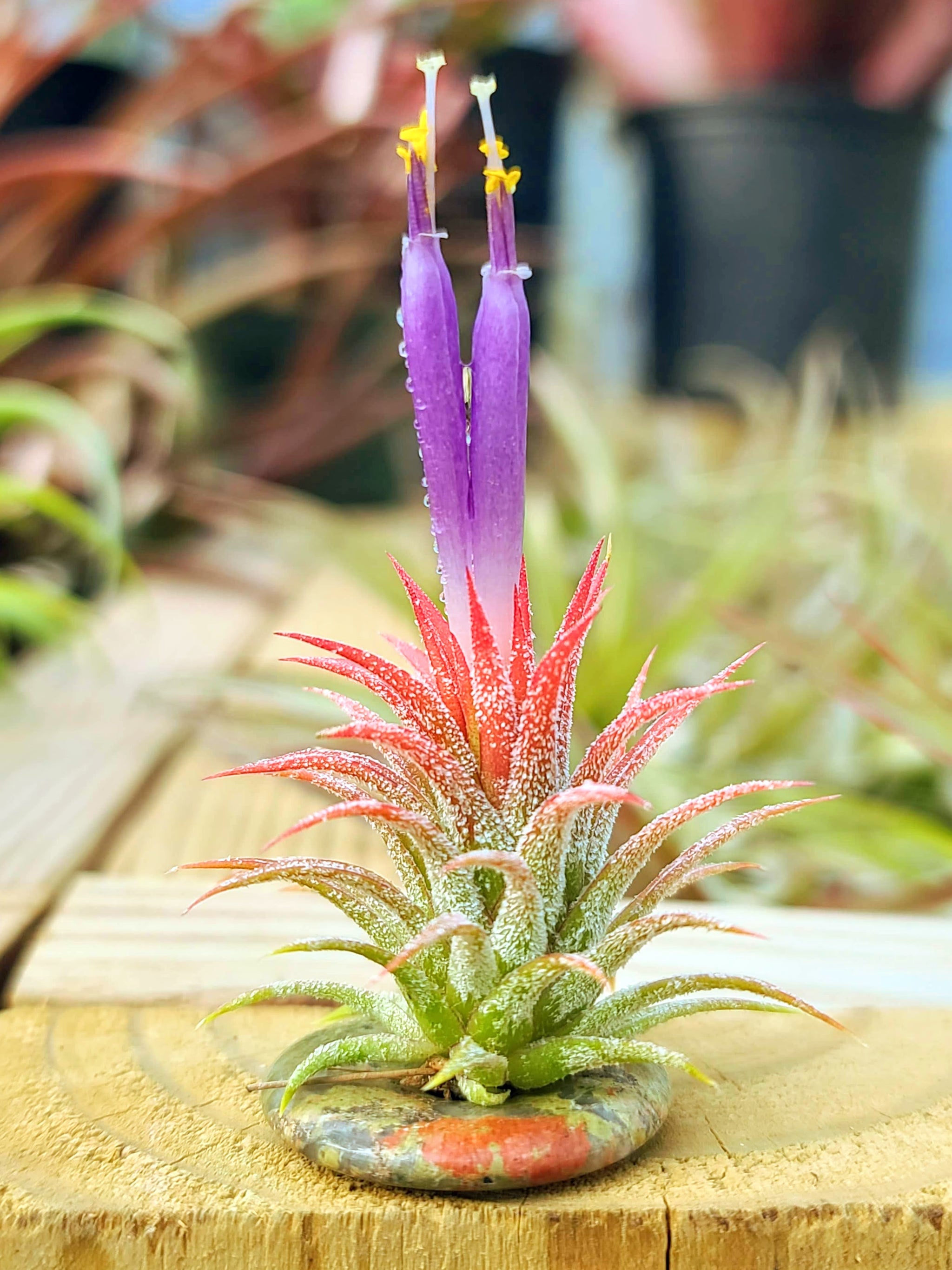 Unakite Donut Ring Holder w/ Air Plant