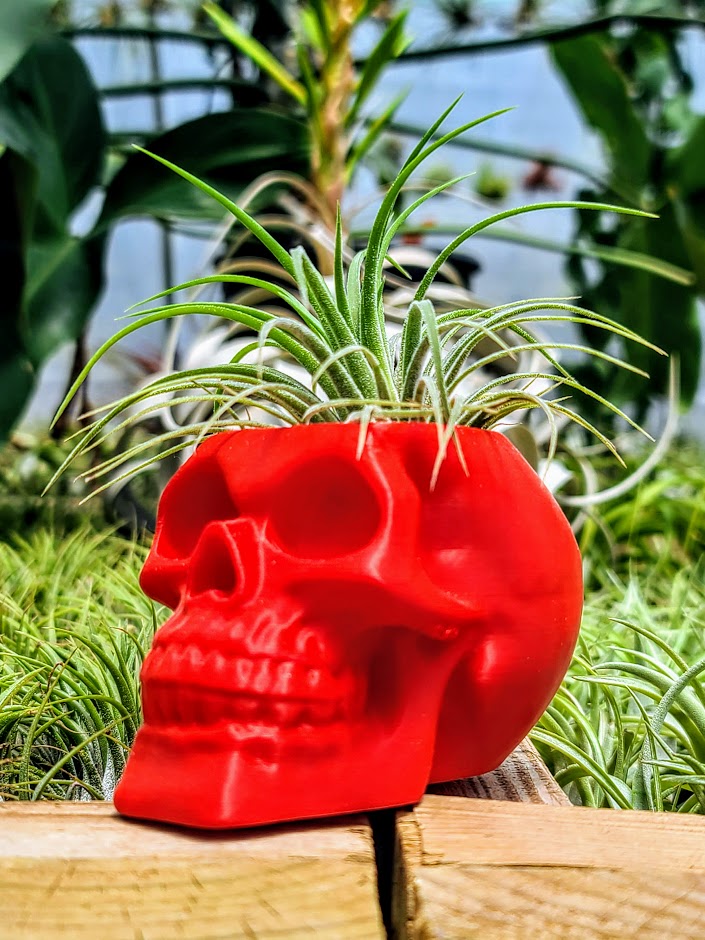 Red Skull 3D Printed Holder w/ Ionantha Druid