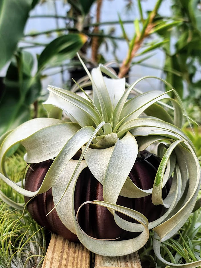 Large Brown Pumpkin 3D Printed Holder w/ Xerographica