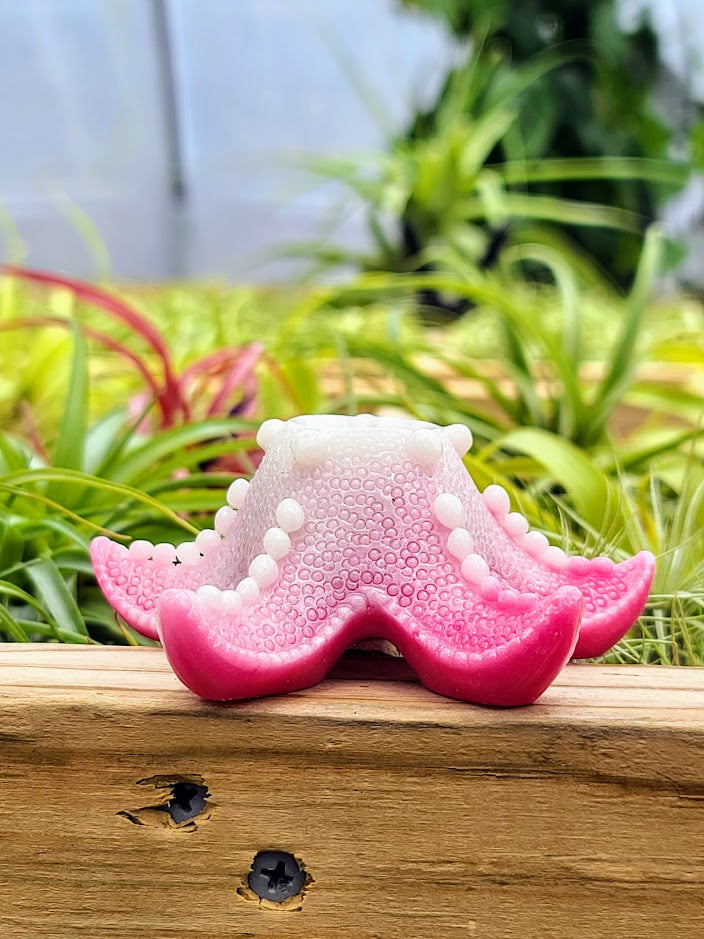 Starfish Luminous Carving