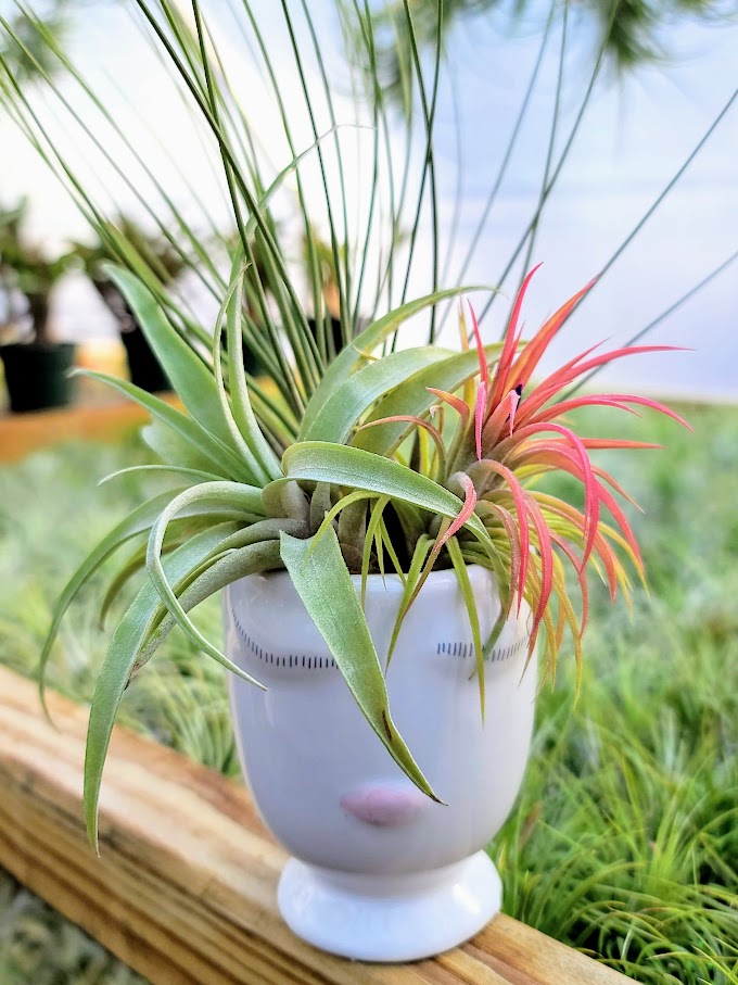 Air Plant Bouquet w/ Face Pot Holder