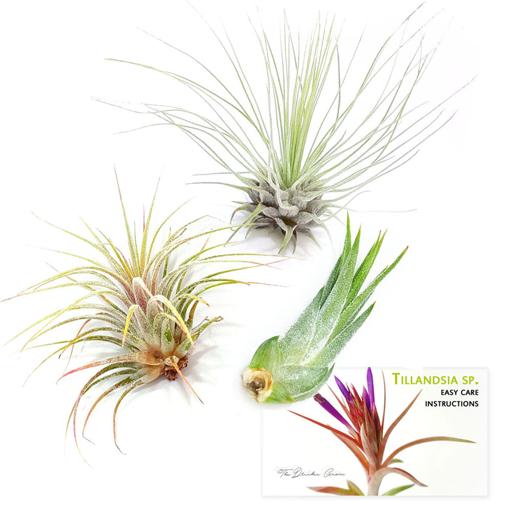 Air Plant Variety Pack (3, Small 1-2")
