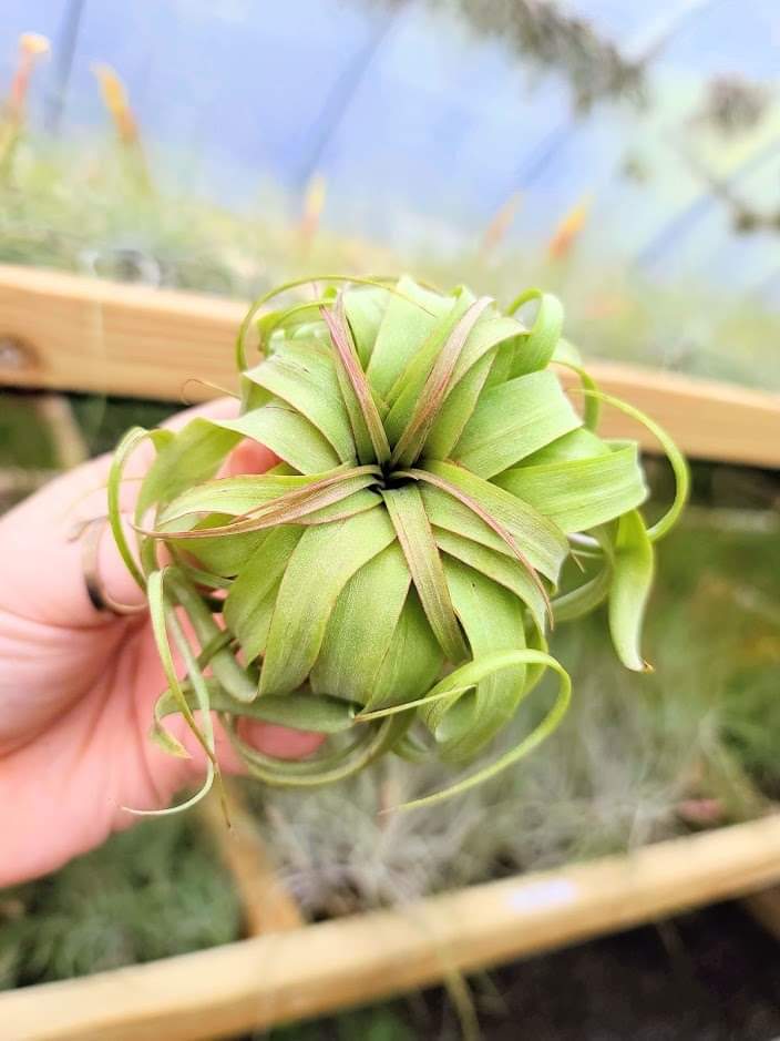 Sellers Choice - Streptophylla Hybrid 4"