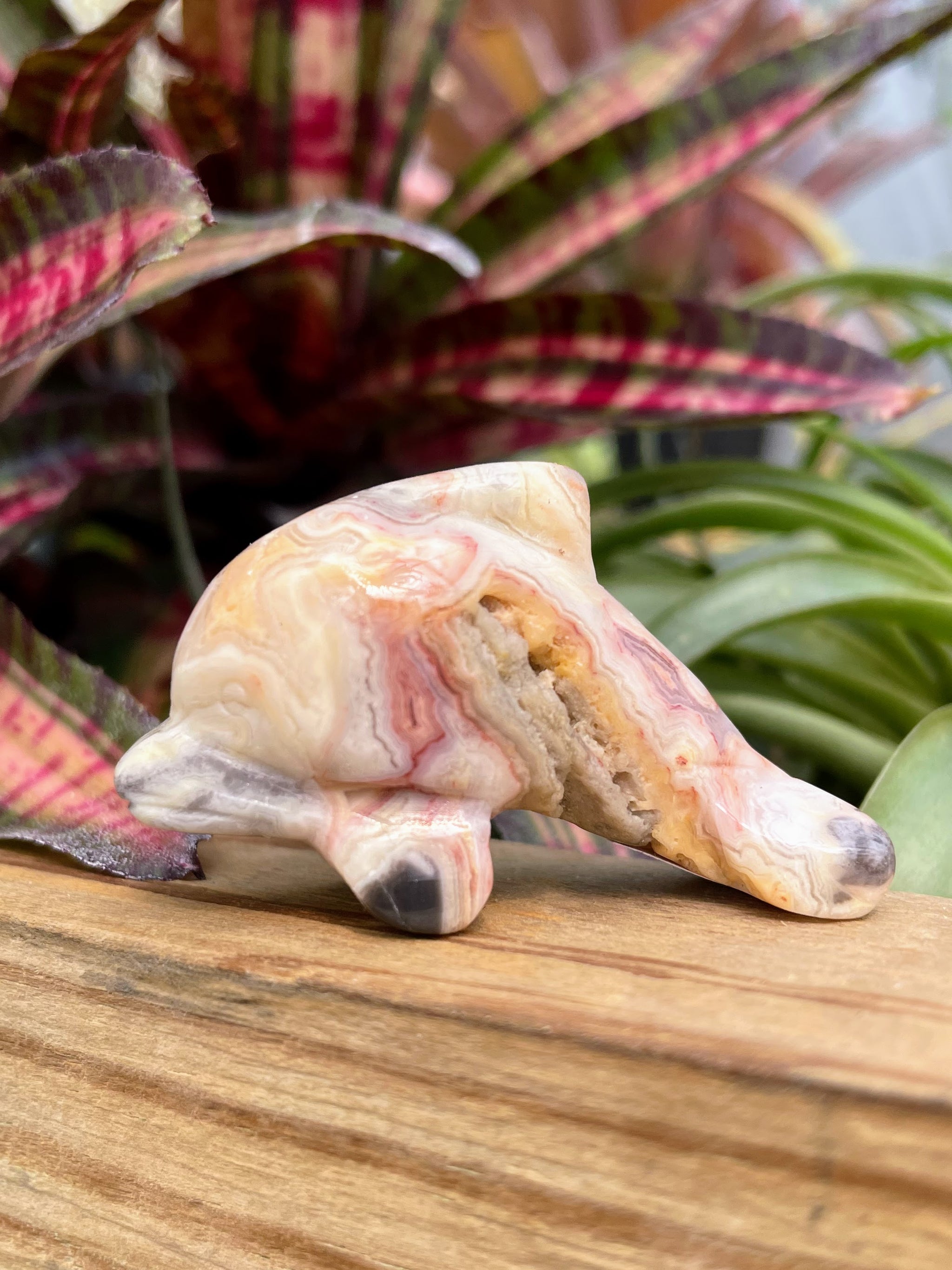 WYSIWYG Crazy Lace Crystal Dolphin Carving