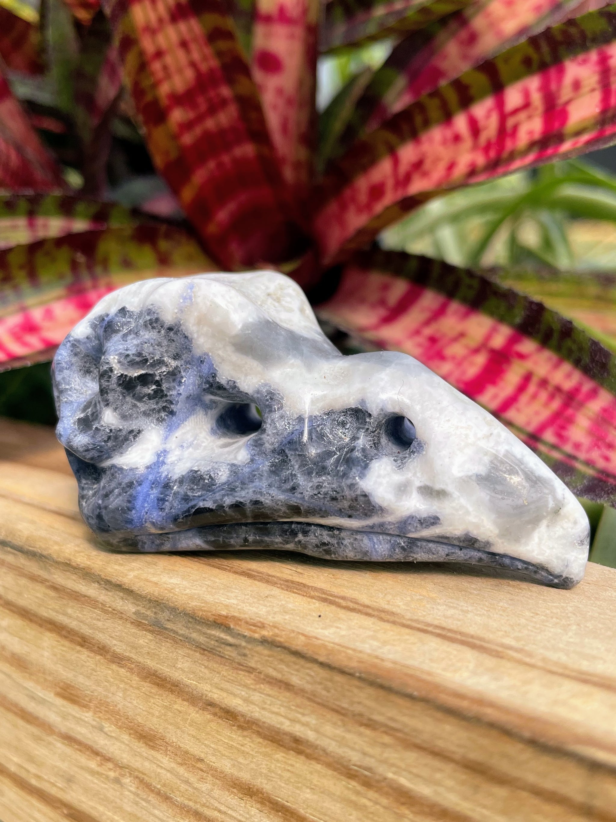 Sodalite Raven Skull Crystal Carving