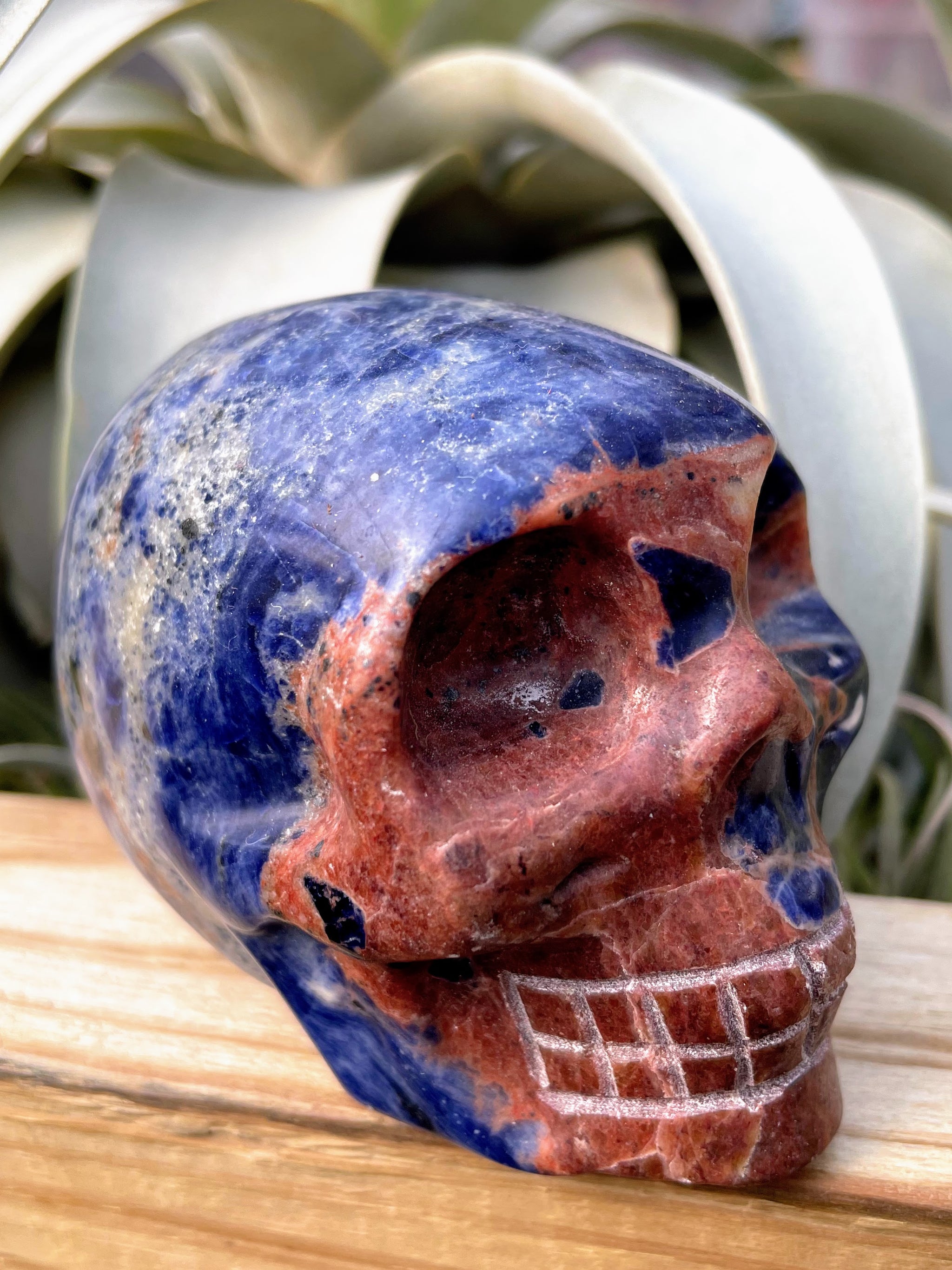 Large Sunset Sodalite Skull Carving