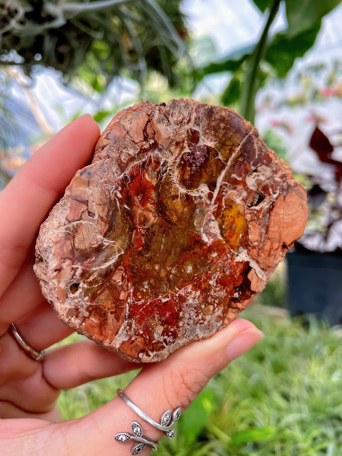 WYSIWYG- Petrified Wood Slab