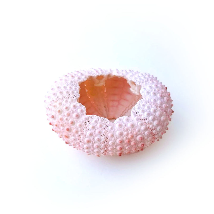 Pink Urchin Air Plant Holder