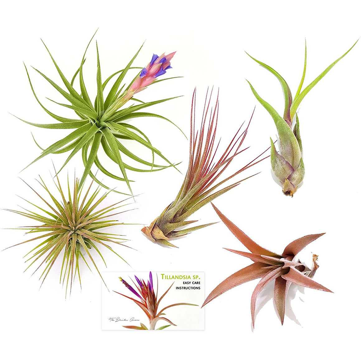 Air Plant Variety Pack (5, Medium 3"+)